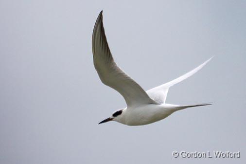 Tern In Flight_32787.jpg - Photographed along the Gulf coast near Port Lavaca, Texas, USA.